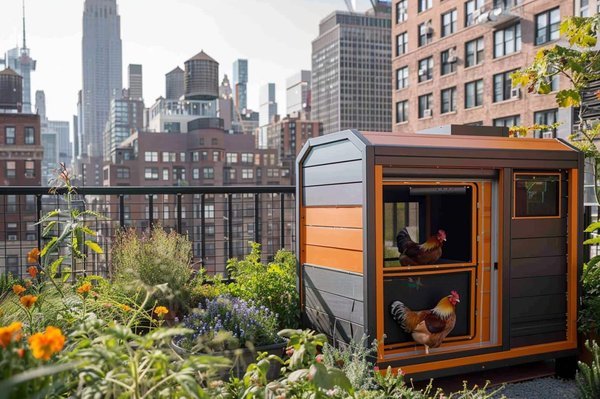 Comment construire un poulailler urbain compact et hygiénique ?